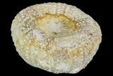 Fossil Sea Urchin (Psephechinus) - Morocco #104523-1